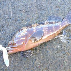 気分転換に若狭に出撃！